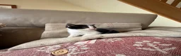 Mixed Breed cats for sale: 4 kittens for sale  - Advert 19