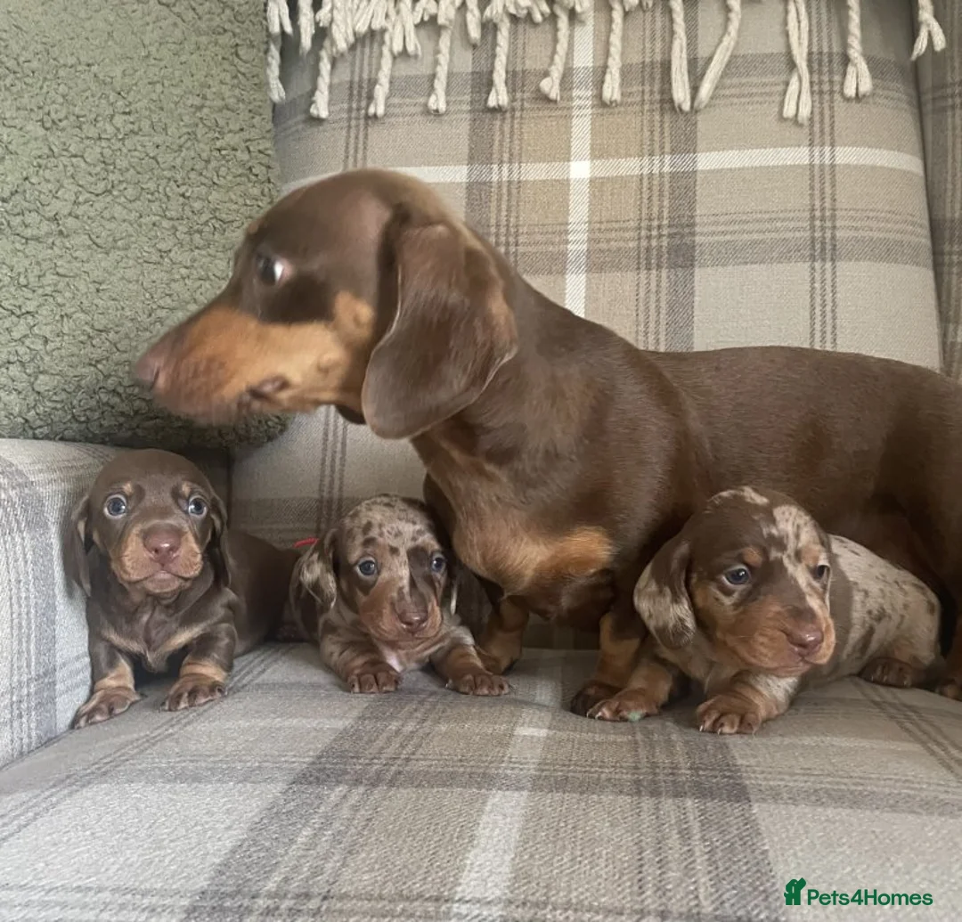 Miniature Dachshund dogs for sale: STUNNING MINIATURE DACHSHUND FOR SALE - Advert 2