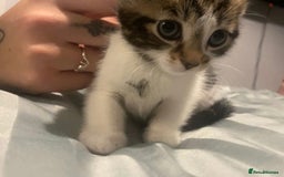 British Shorthair cats for sale: 8 week old kitten  - Image 1