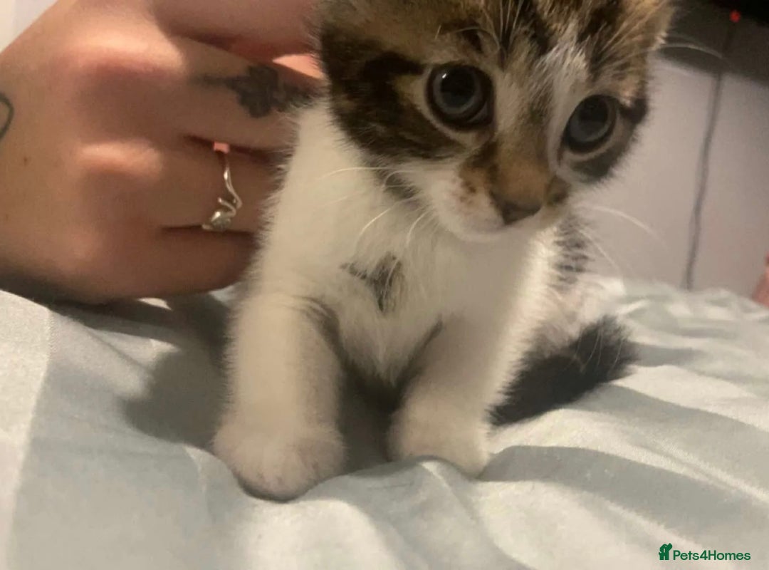 British Shorthair cats for sale: 8 week old kitten  - Image 1