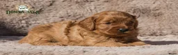 Cavapoo dogs for sale: Donna Jay’s Celebrity K9s   - Advert 15