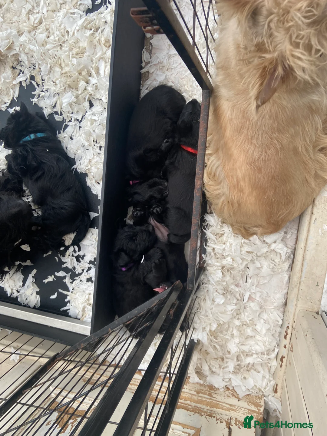 Scottish Terrier dogs for sale: Adorable Scottish Terror Puppies  - Advert 11