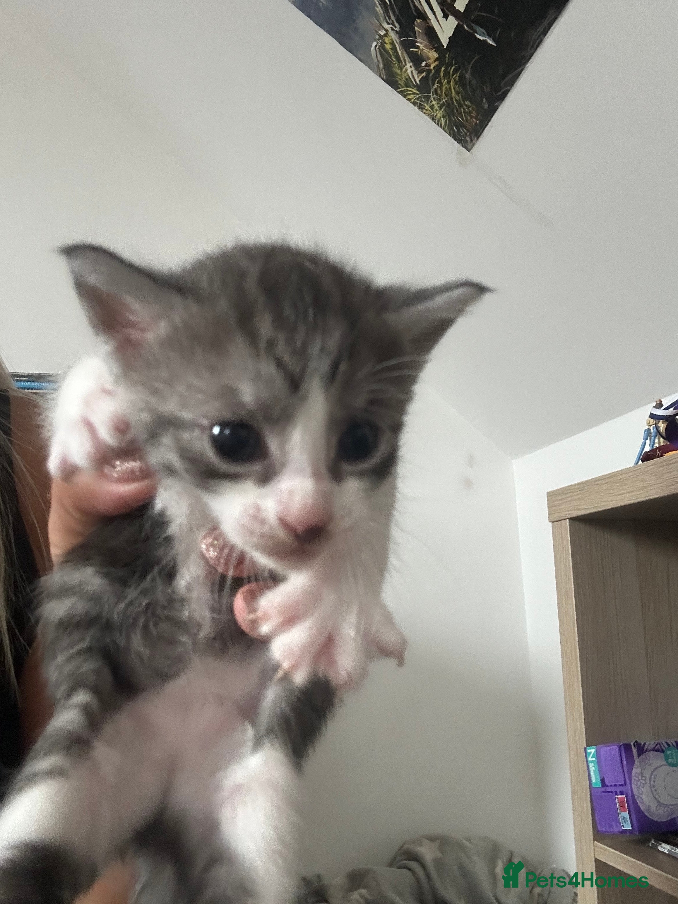 Maine Coon cats Maine coone kittens - Advert 5