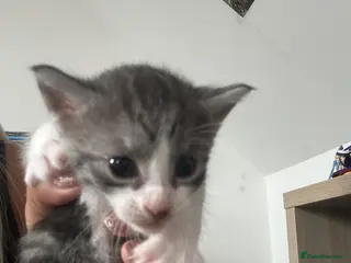 Maine Coon cats Maine coone kittens - Advert 5