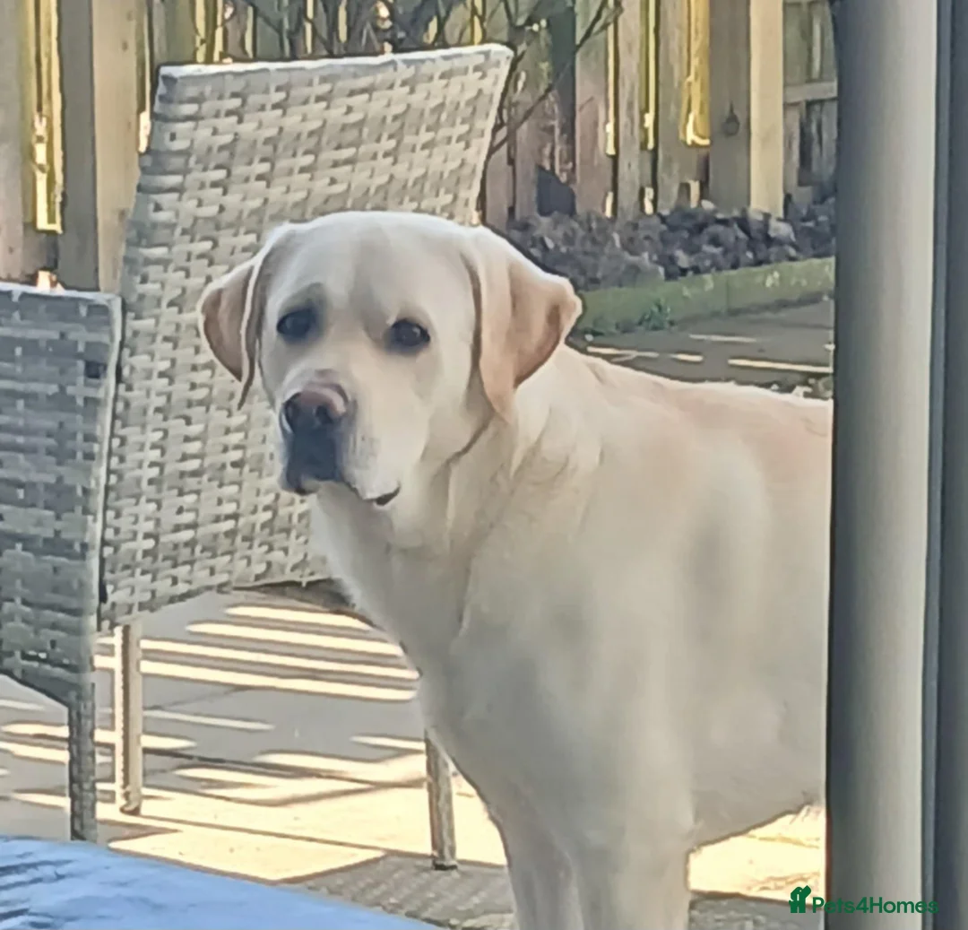 Labrador Retriever dogs for stud: KC Reg Health Tested Stud Dog in Ayr - Advert 4