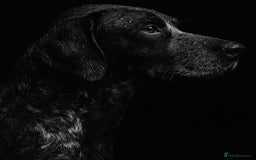 Cocker Spaniel dogs for sale: Stunning cocker spaniel puppies (blue roans)  - Advert 3