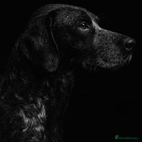 Cocker Spaniel dogs Stunning cocker spaniel puppies (blue roans) - Advert 5