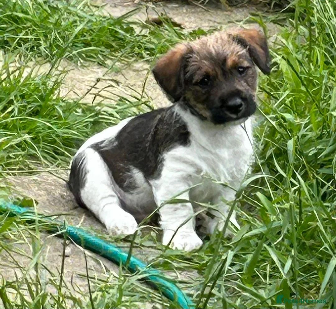 Jack Russell dogs for stud: Proven rough coated JR *REAL GEM OF A DOG* in Bristol - Advert 15