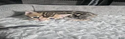 Bengal cats for sale: Stunning bengal kittens  - Advert 4