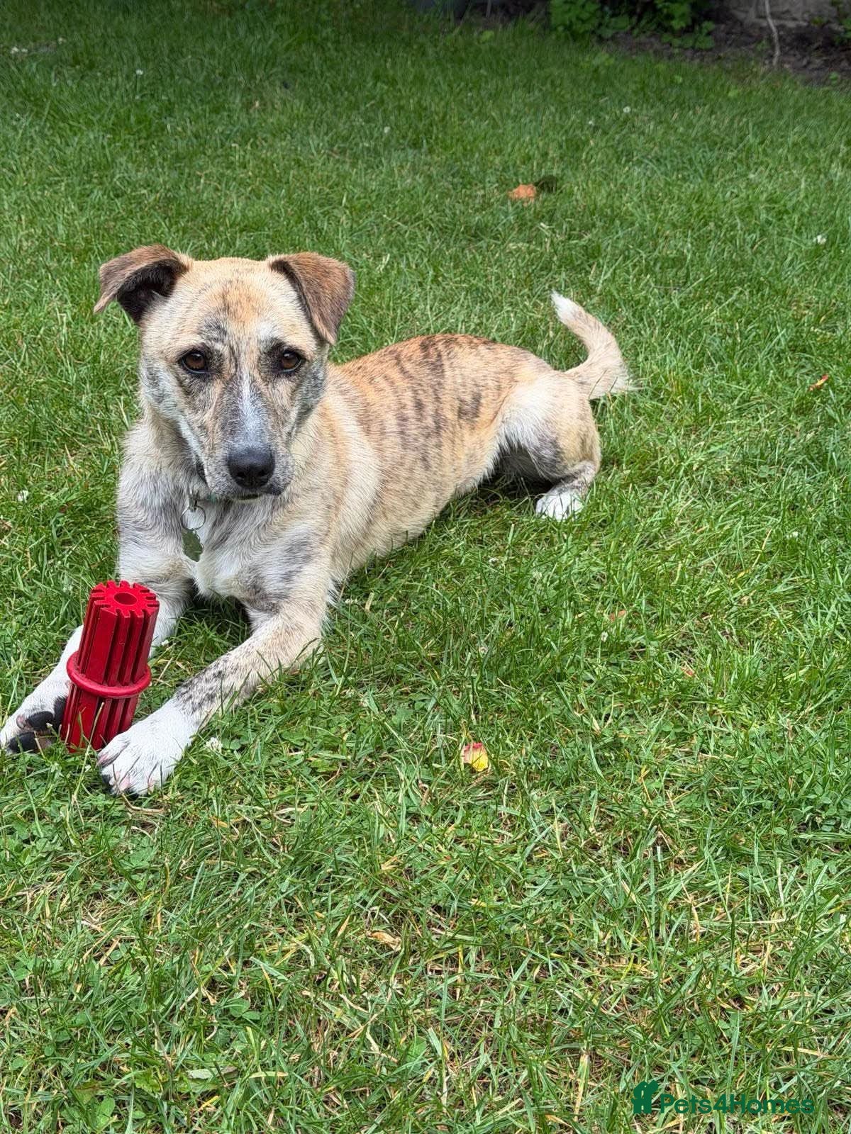 Mixed Breed dogs 💛⭐️JESSIE (aka Nellie) YOU GOT A FRIEND IN ME⭐️💛 - Advert 15