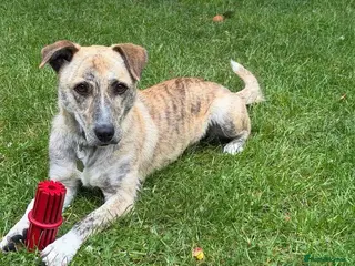 Mixed Breed dogs 💛⭐️JESSIE (aka Nellie) YOU GOT A FRIEND IN ME⭐️💛 - Advert 15