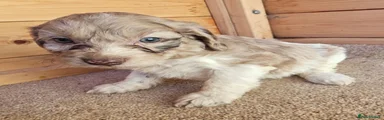 Cockapoo 12