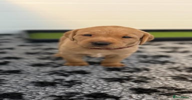 Labrador Retriever dogs - Advert 7