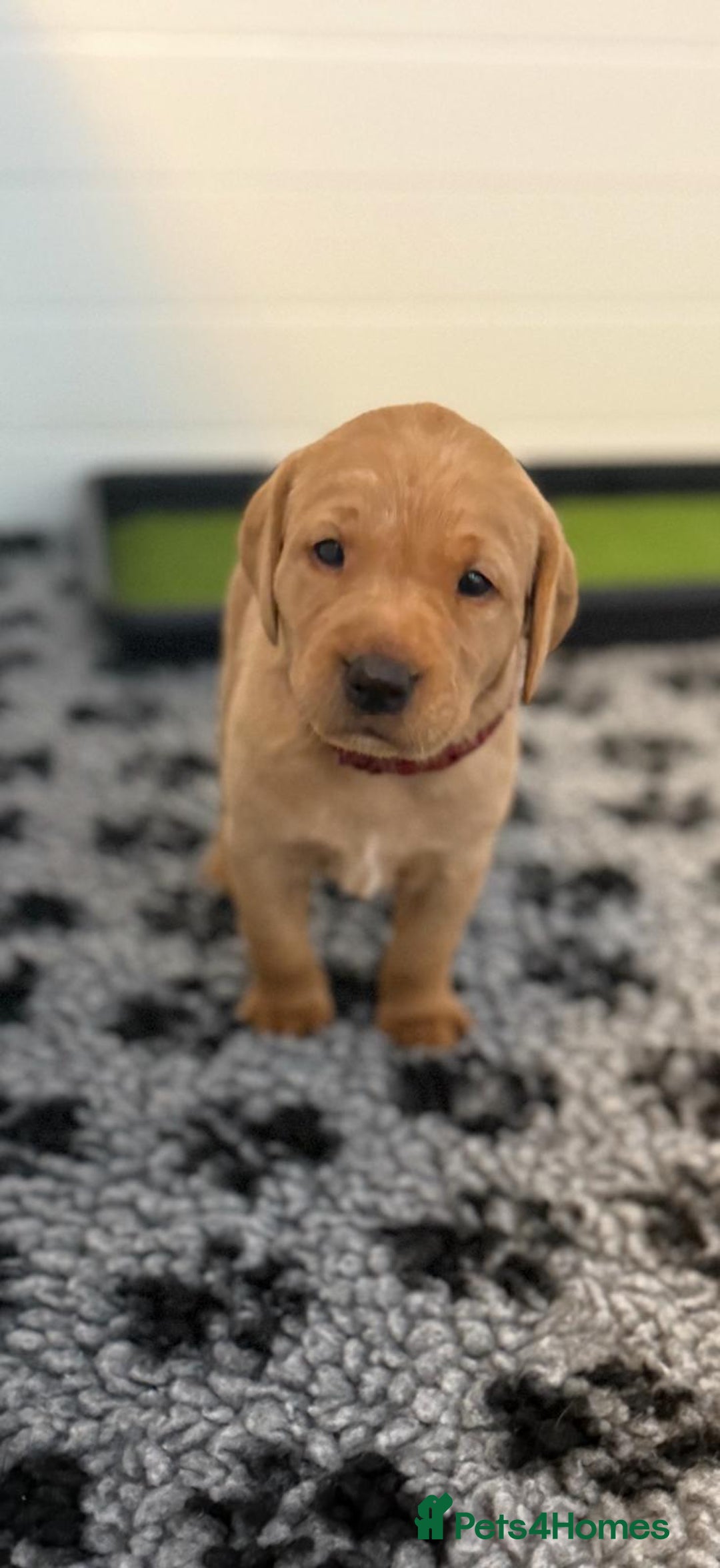 Labrador Retriever dogs for sale: Beautiful KC Registered Labrador Puppies - Image 10