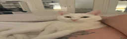 Mixed Breed cats for sale: Turkish Angora & Tuxedo called Leo 🤍 - Advert 1