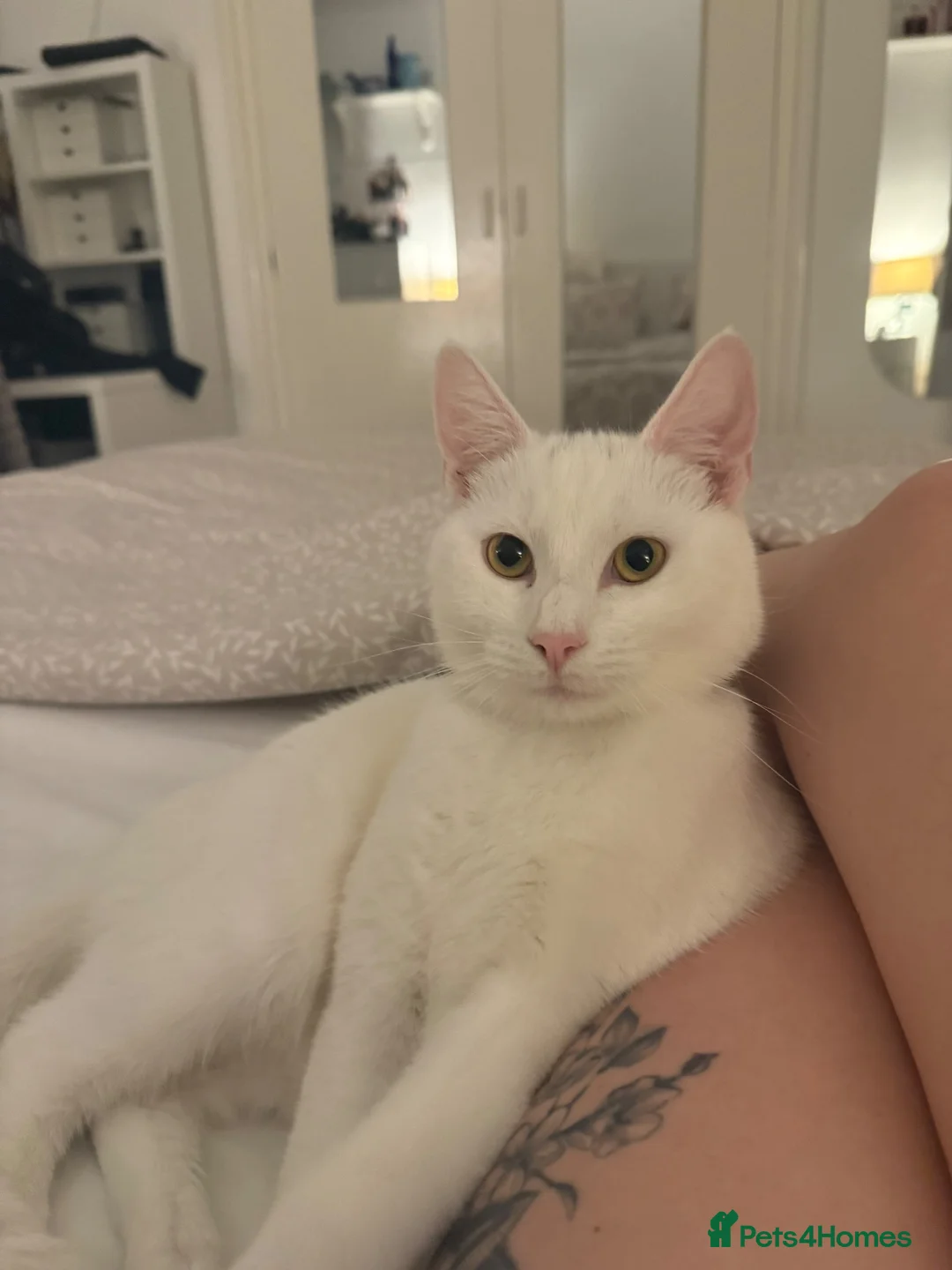 Mixed Breed cats for sale: Turkish Angora & Tuxedo called Leo 🤍 - Advert 1