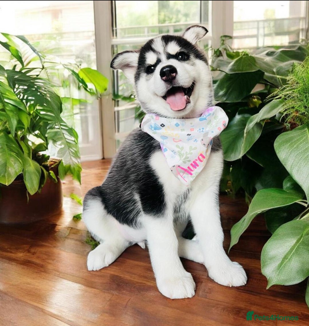 Pomsky dogs for sale:  Beautiful F2b Pomsky Puppies – Health Tested - Image 3