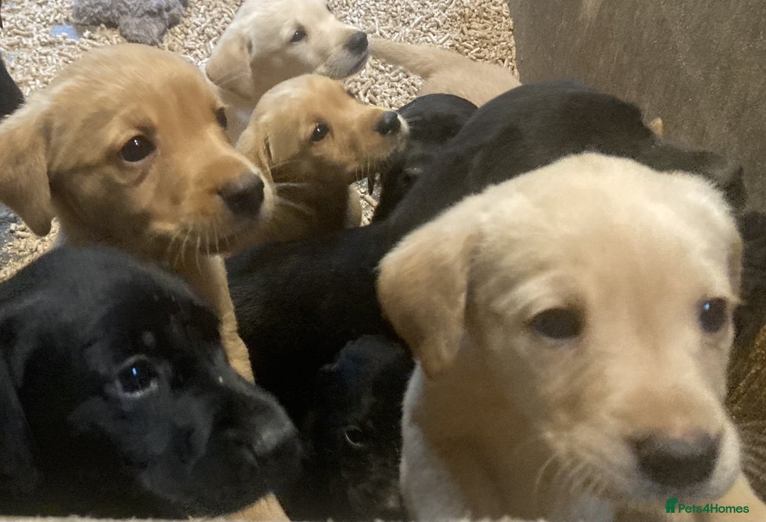 Labrador Retriever dogs for sale: Beautiful Black/yellow/foxred puppies! - Image 5