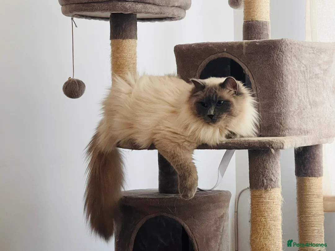 Ragdoll cats for stud: GCCF Proven Stud carrying chocolate in Glasgow - Advert 16
