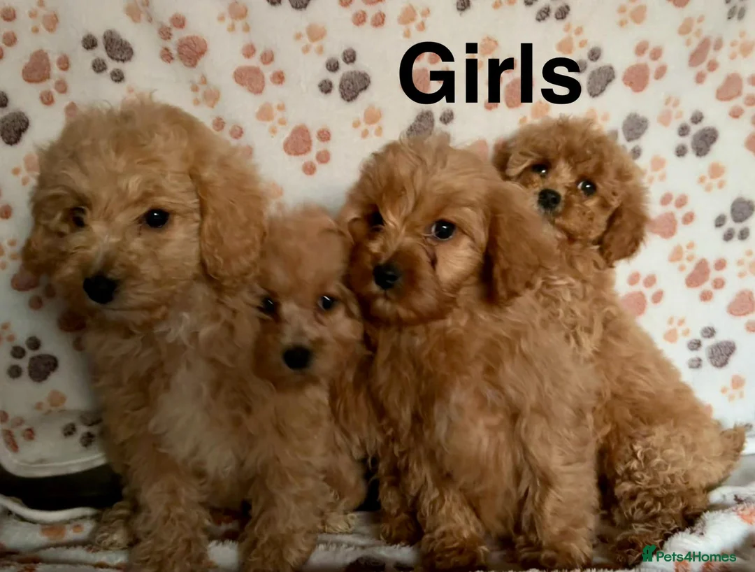 Cavapoo dogs for sale: Beautiful red Cavapoos  in Sheerness - Advert 24