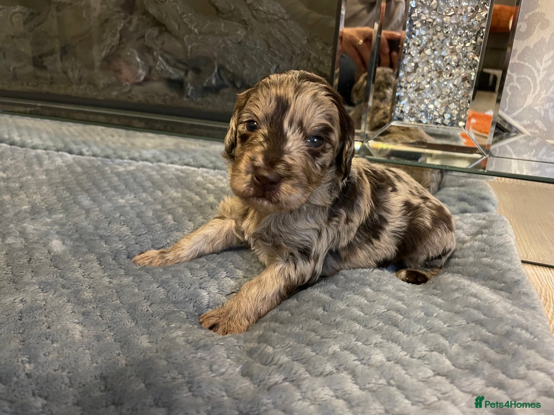 Cockapoo dogs for sale: 5 ⭐️ Cockapoo Puppies for 5 ⭐️ homes only - Image 25