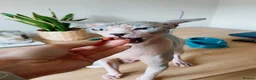 Sphynx cats for sale: Beautiful male sphynx cat - Advert 2