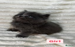 British Longhair cats for sale: British Long/Short Hair Adorable Kittens - Advert 18