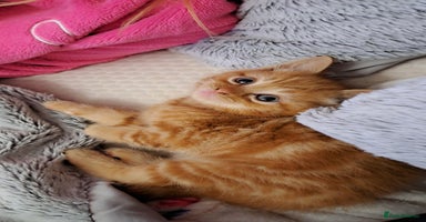 Ragdoll cats 5 female kittens for sale  - Advert 7