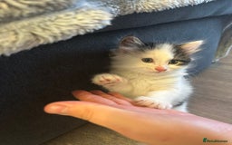 Mixed Breed cats for sale: Gorgeous Maine coone cross kittens! - Image 16