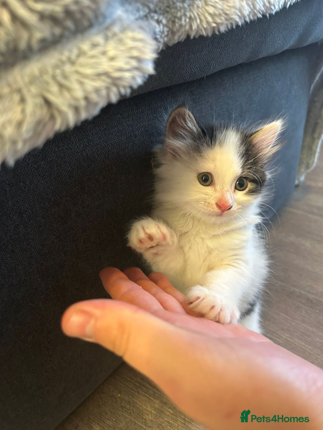 Mixed Breed cats for sale: Gorgeous Maine coone cross kittens! - Image 16