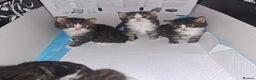Domestic Shorthair cats for sale: 5 gorgeous kittens for sale  - Advert 2