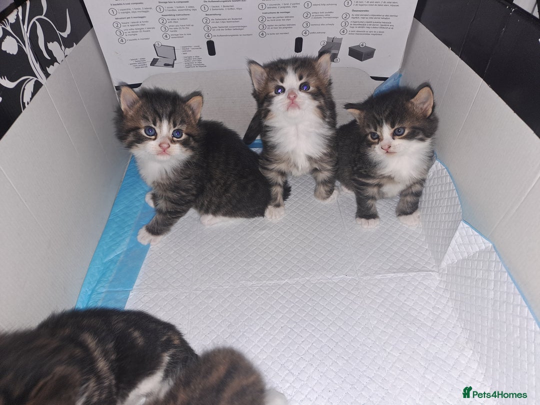 Domestic Shorthair cats for sale: 5 gorgeous kittens for sale  - Advert 2