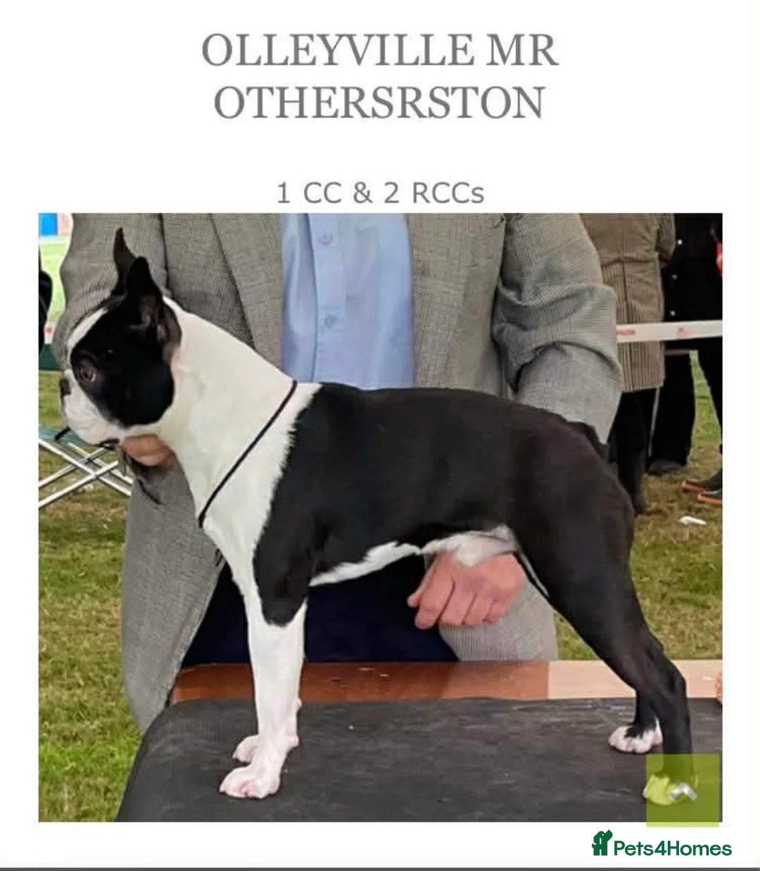 Boston Terrier dogs for sale: Pregnancy confirmed  in Brighton - Advert 3