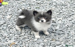 Pomsky dogs for sale: Adorable small f3 Pomsky puppies for sale  - Image 25