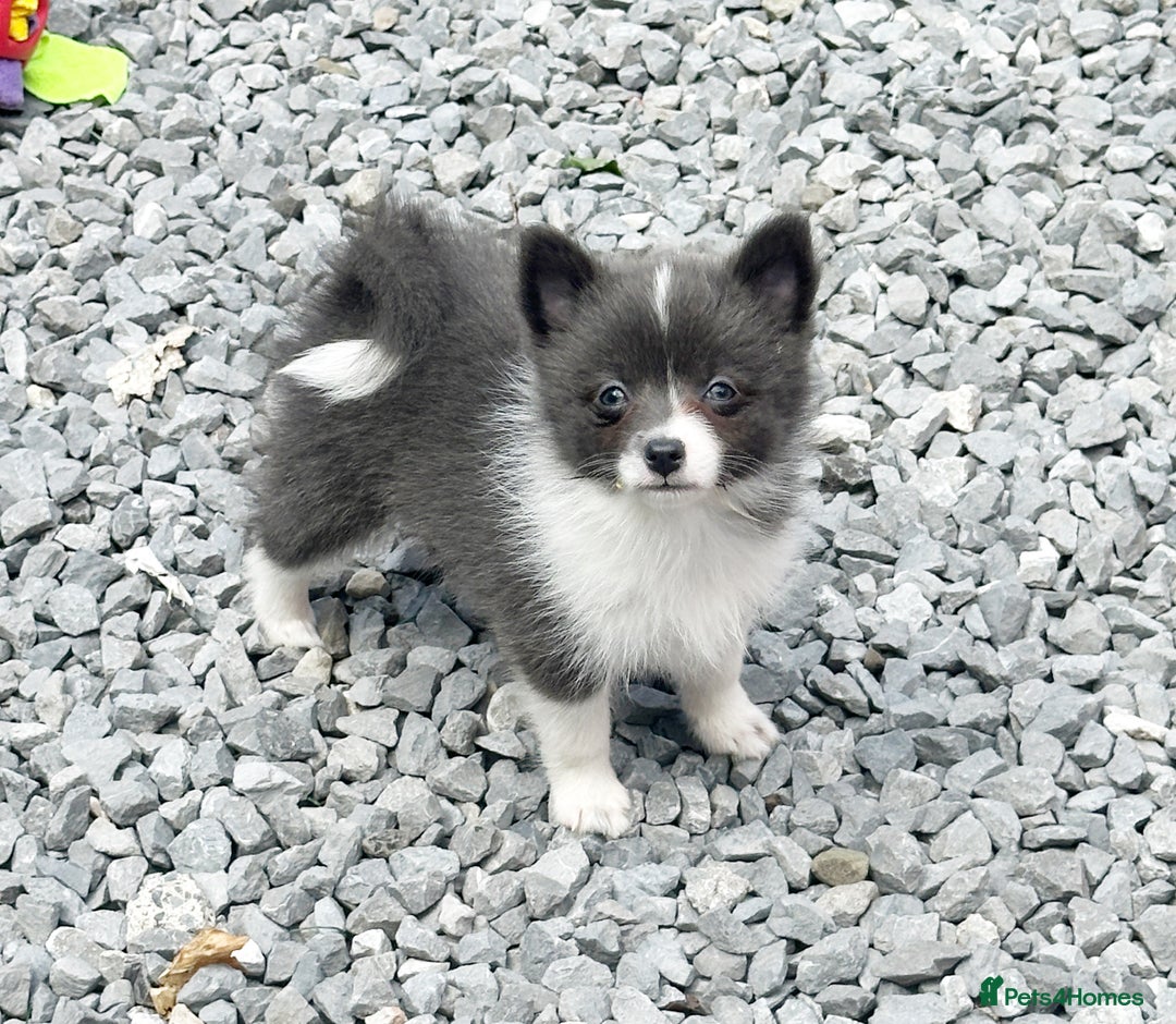 Pomsky dogs for sale: Adorable small f3 Pomsky puppies for sale  - Image 25