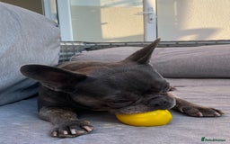 French Bulldog dogs for sale: Bella  - Image 9