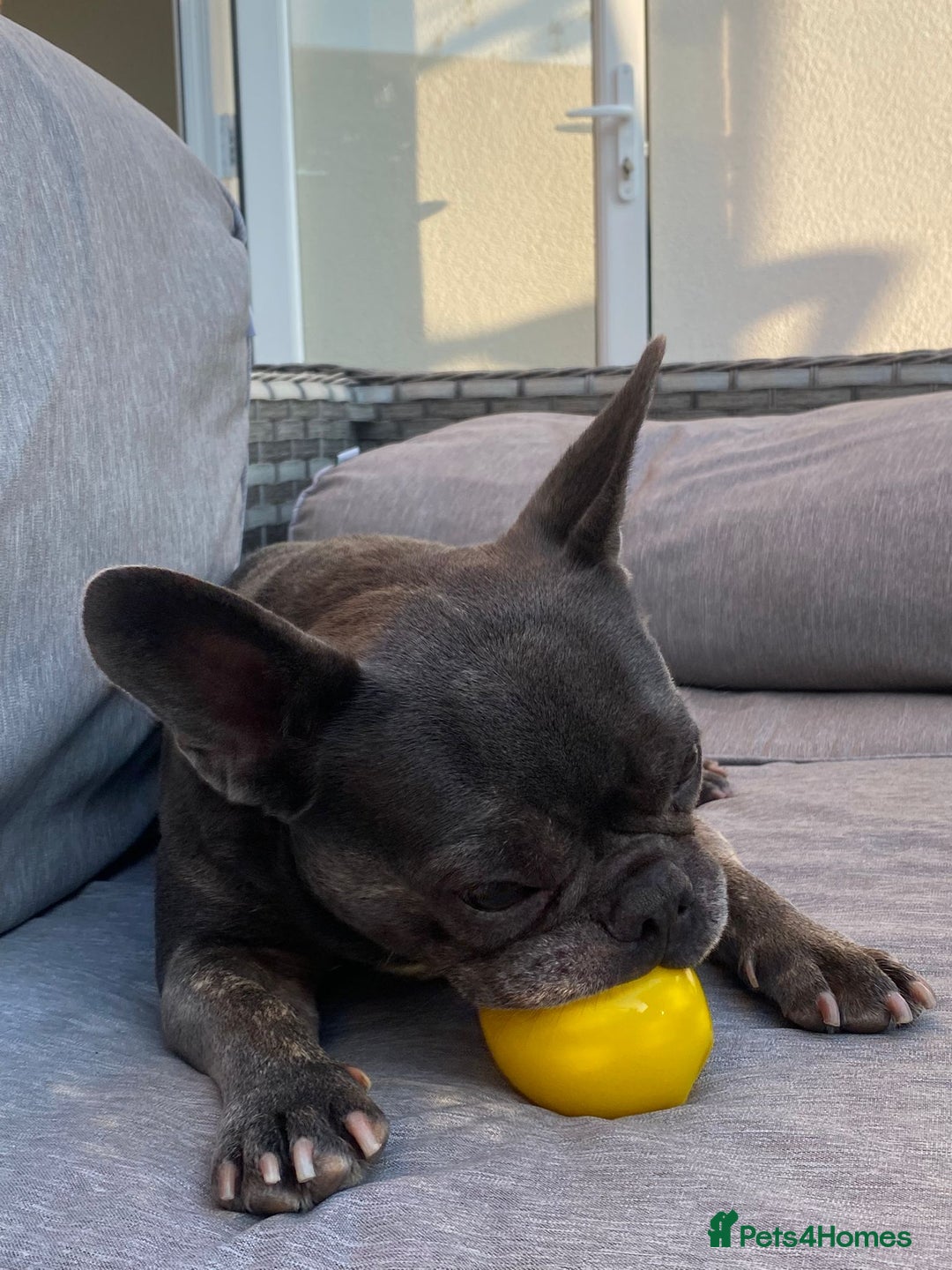French Bulldog dogs for sale: Bella  - Image 9