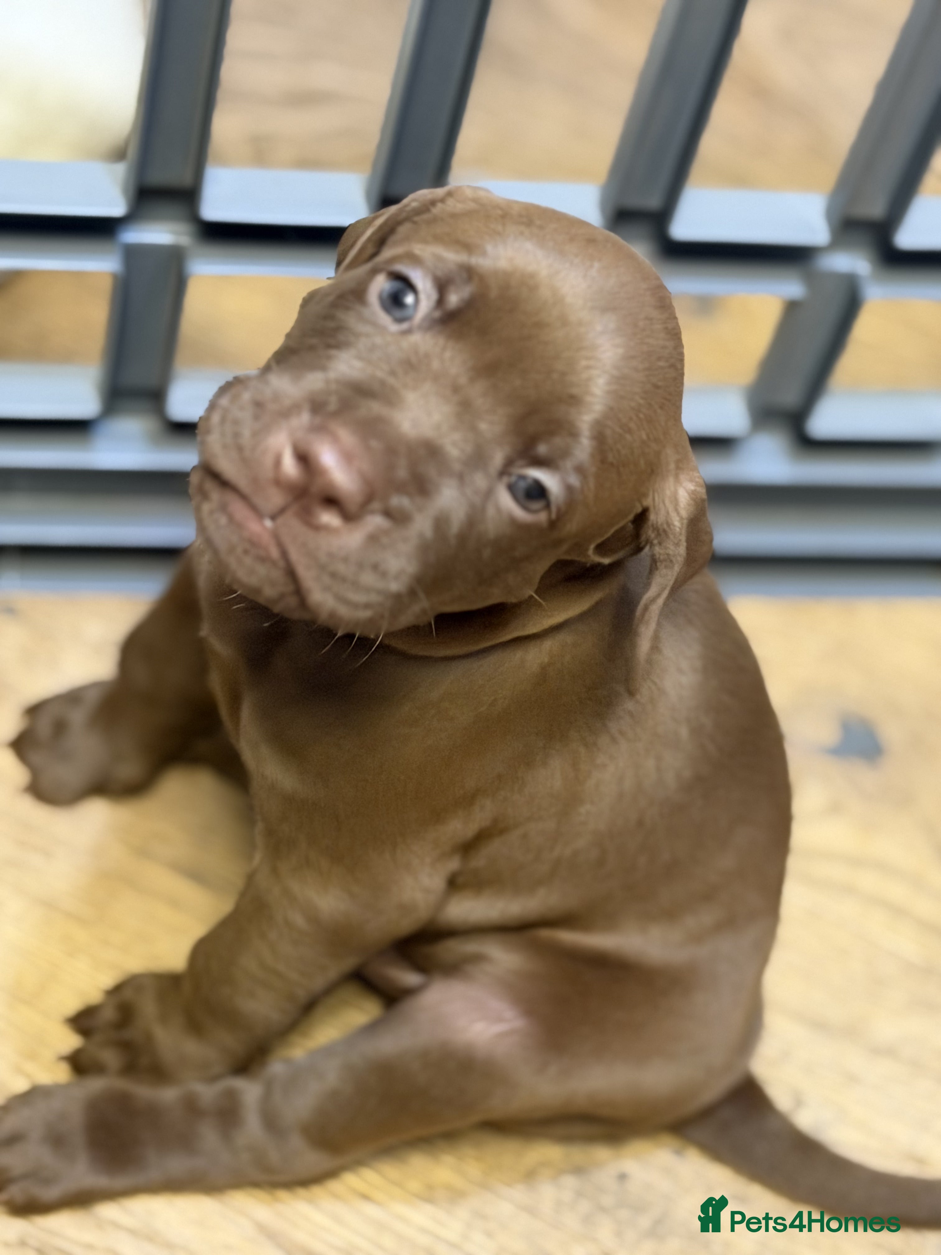 Mixed Breed dogs Beautiful Staffy/Viszla Puppies for Loving Homes - Advert 2