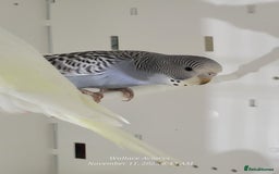 Budgerigars birds for sale: Lovebirds and budgies  - Image 6