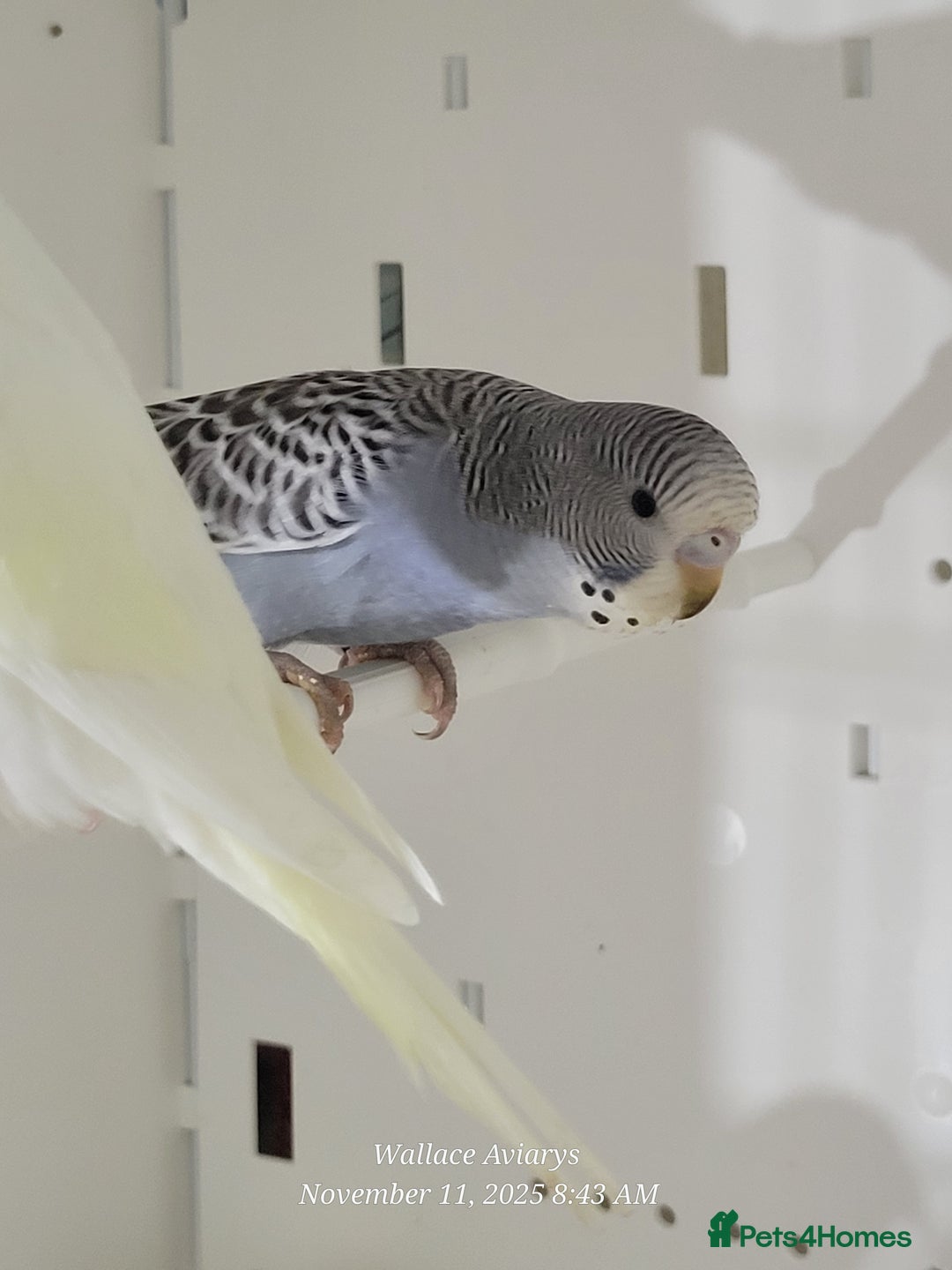 Budgerigars birds for sale: Lovebirds and budgies  - Image 6