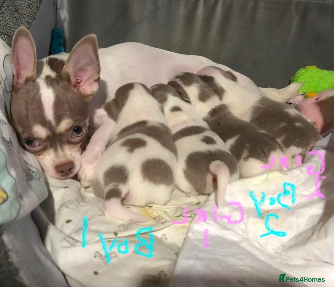 Chihuahua dogs Beautiful Sweet-heart Chihuahuas– 2 Boys & 2 Girls - Advert 18