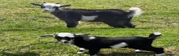 Goats livestock for sale: 2x Pygmy wethers for sale  - Advert 2