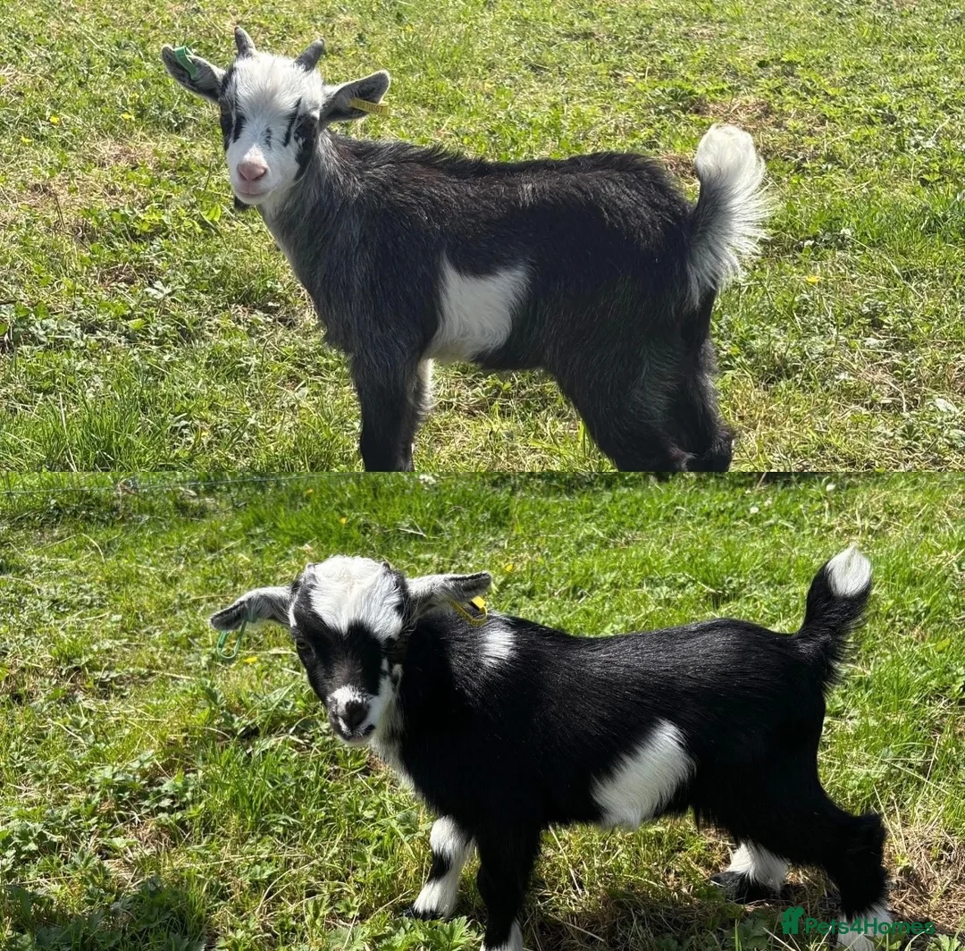 Goats livestock for sale: 2x Pygmy wethers for sale  - Advert 2