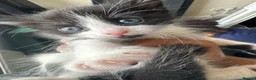 Domestic Shorthair cats for sale: BEAUTIFUL BLACK & White Tuxedo Kittens  in Ilford - Advert 4