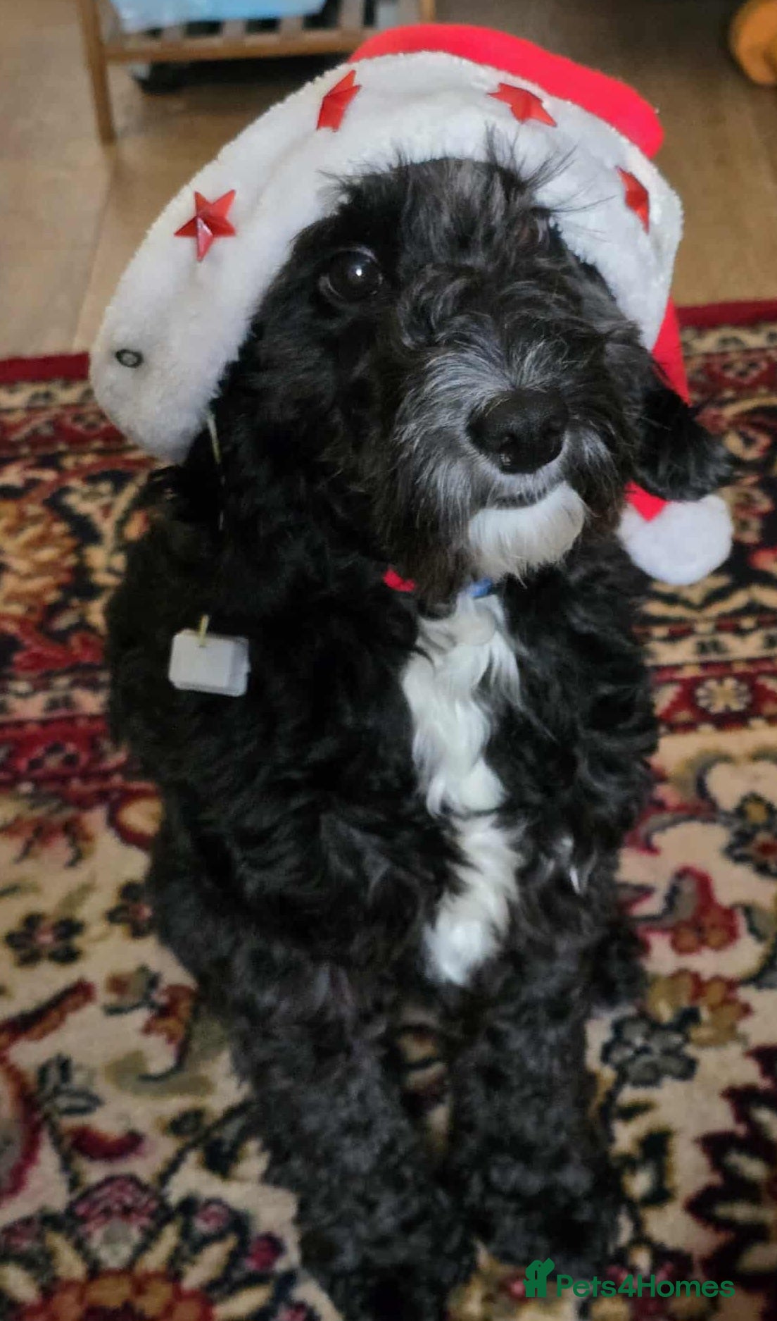 Cockapoo dogs F1 Cockapoo STUD in Canterbury - Advert 5