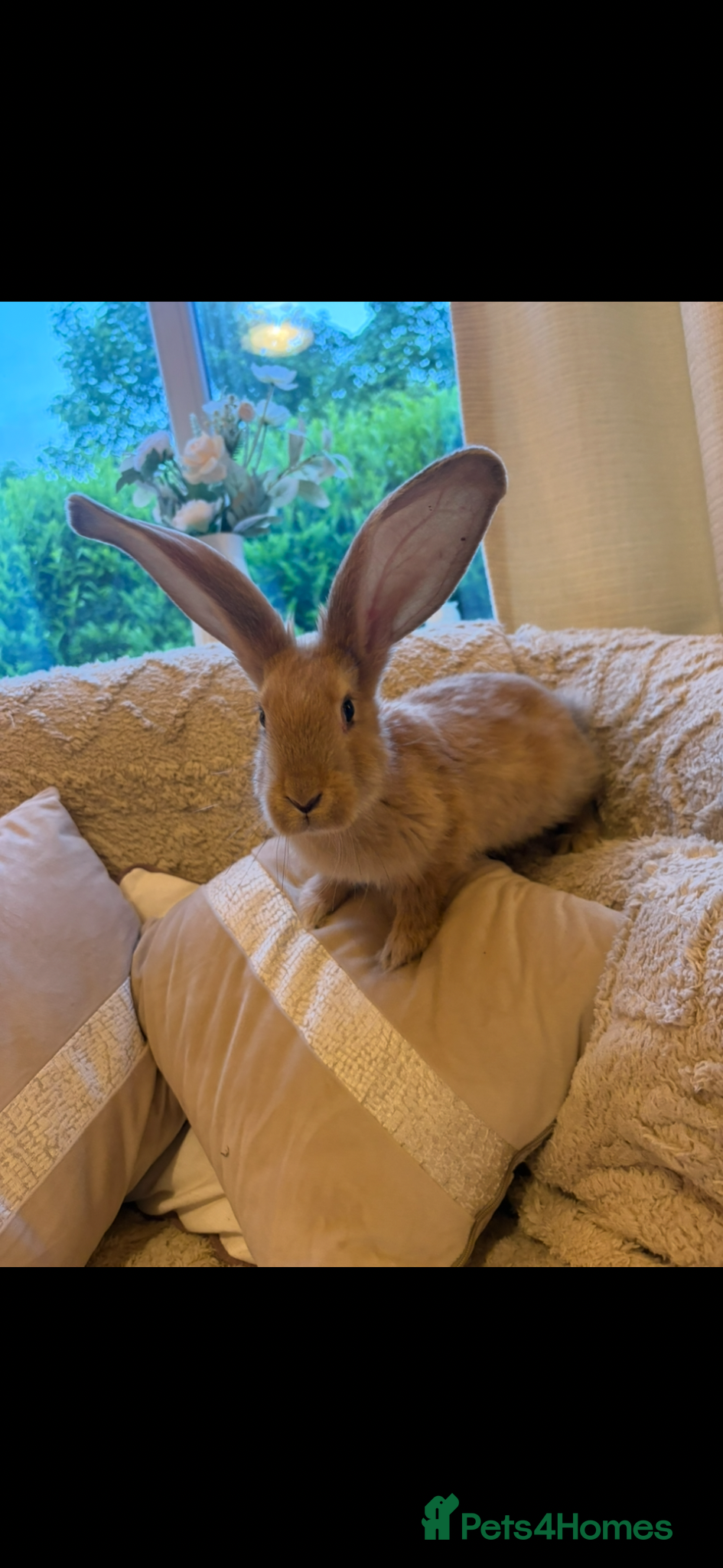 Continental Giant rabbits Lovely continental Giants baby rabbits  - Advert 1