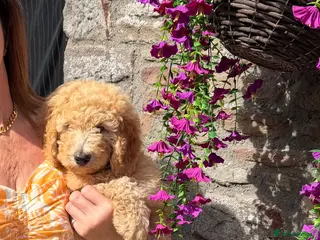 Mini Goldendoodle dogs Ready to leave Mini Goldendoodles - Advert 5