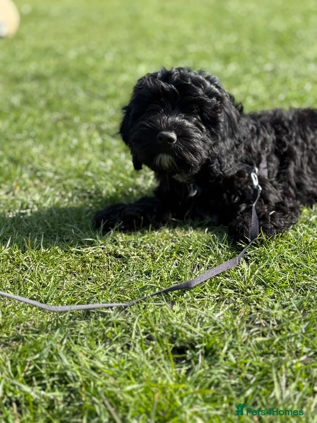 Mixed Breed dogs for sale: All Sold -  Cockapoo Puppies  - Advert 2