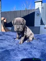 Cane Corso Puppy 9