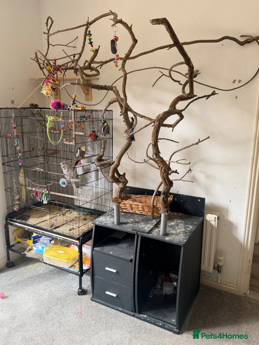 Cockatiels birds for sale: 3 Cockatiels & Cage - Advert 4